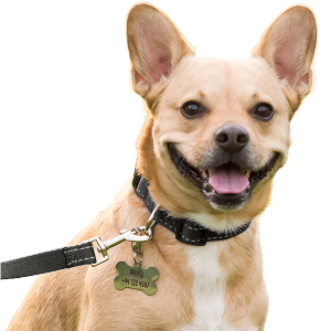 Smiling dog wearing a black cotton reflective collar with bone-shaped stainless dog tag, ready for a safe and stylish walk.