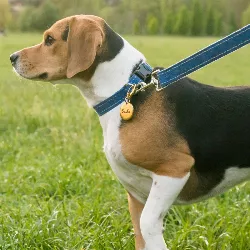 Luxury Round Gold Dog Tag